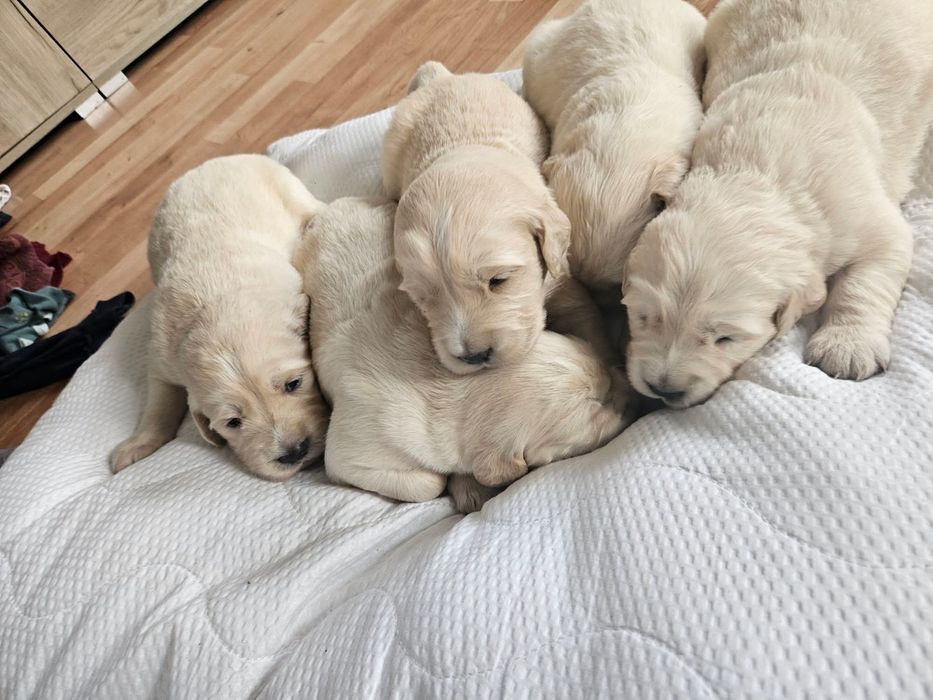 Sprzedam pieski Golden retriver