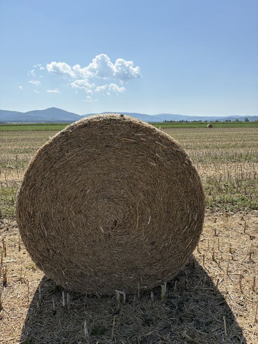 Słoma rzepakowa na pelet