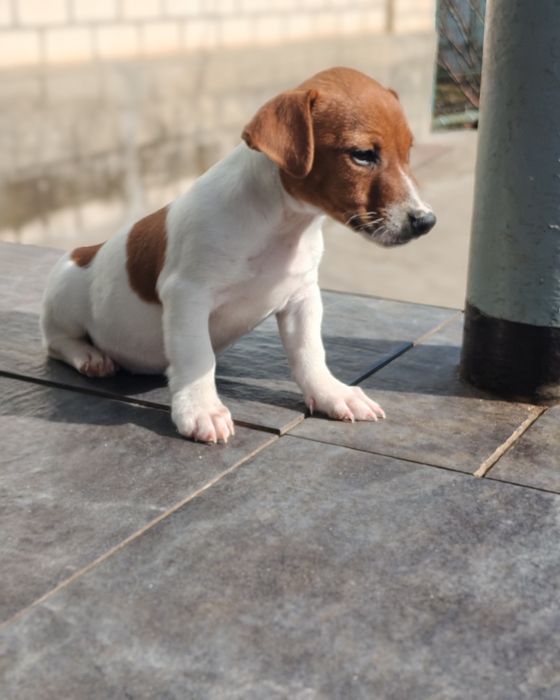 "Продається цуценя джек-рассел-тер'єра!