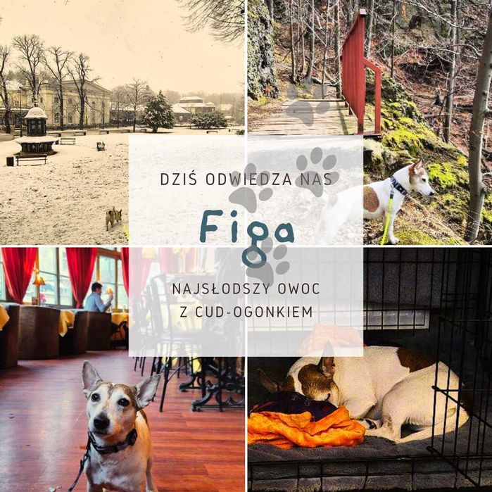 miniSowa.pl - apartament nr 2. Góry Sowie. Książ. Riese. Park Wodny.