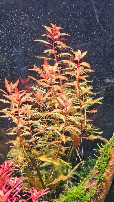 Proserpinaca Palustris Cuba i inne rośliny akwariowe