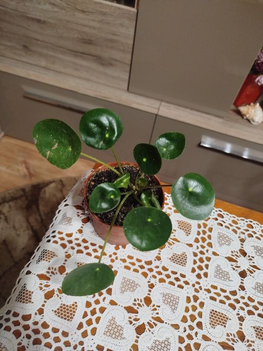 Pieniążek na szczęście i dostatek