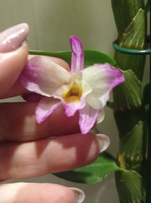 Орхидея Дендробиум Нобиле.