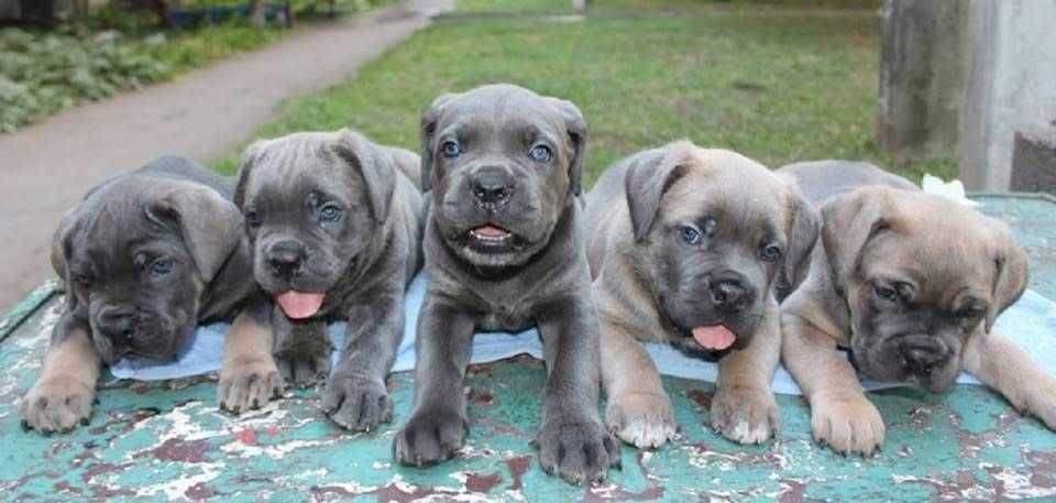 Предлагаются щенки кане корсо