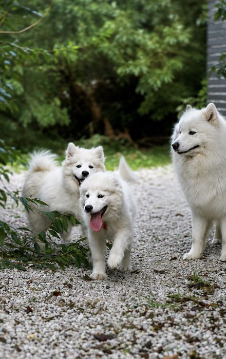 SAMOYED – wyjatkowa  suczka z Hodowli FLUFFY WHITE SMILES