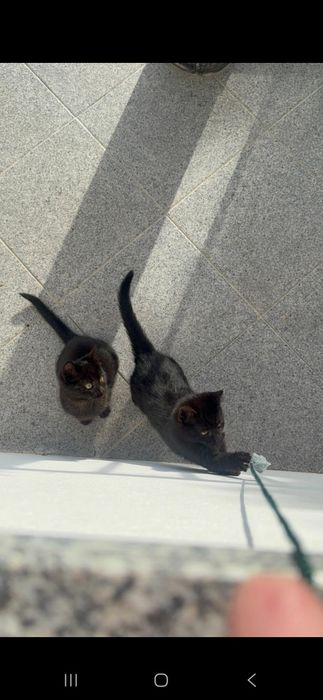 Gatos bebés  p/ Adoção URGENTE