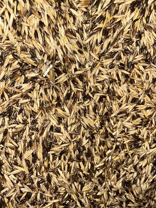 Продам овес чорний, врожаю 2025р.