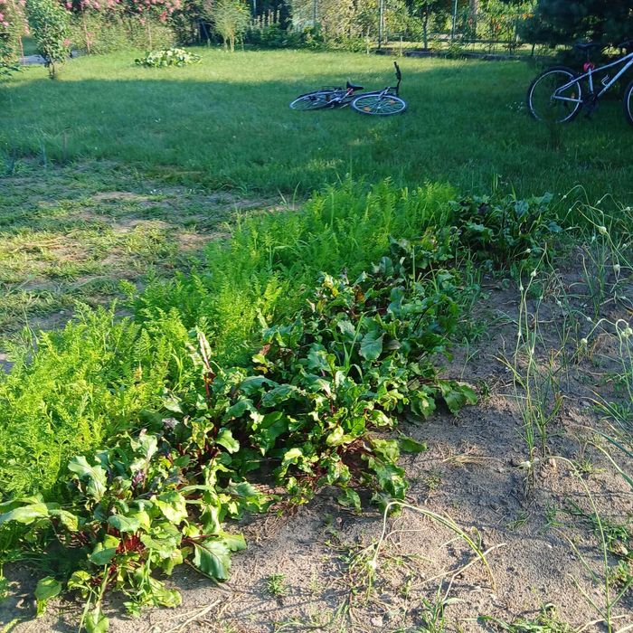 Działka ROD "Kolejarz", ul. Ściegiennego w Sierpcu