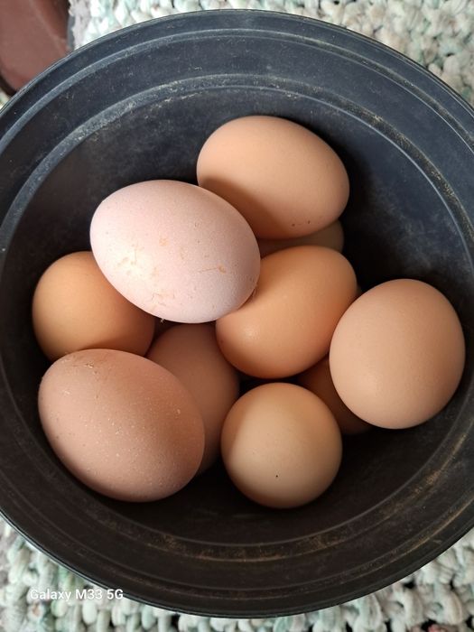 Інкубаційний курячі яйця