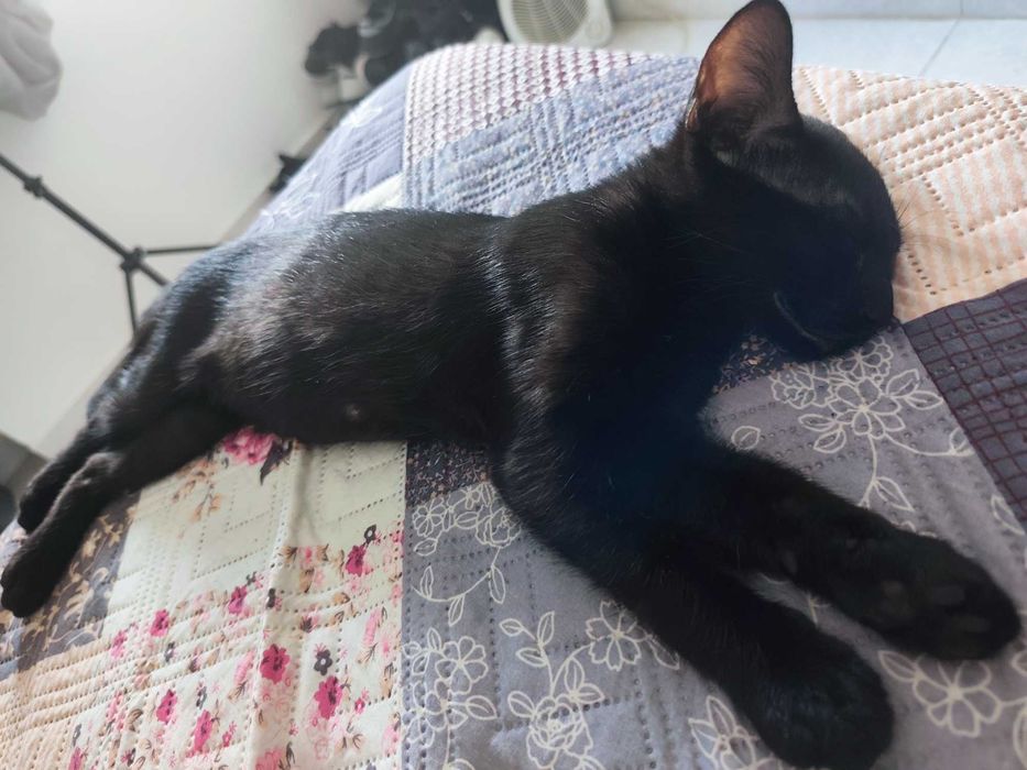 Gato para adoção 3 meses
