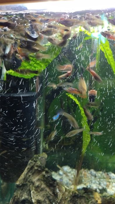 Gupiki rybki akwariowe gupik