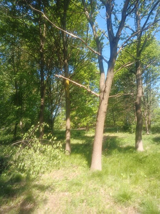 kłody dębowe, dąb