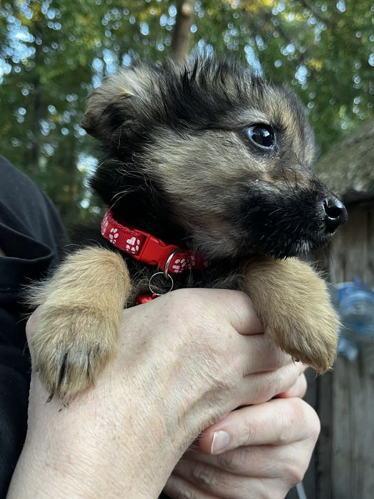 Красуня дівчинка шукає родину