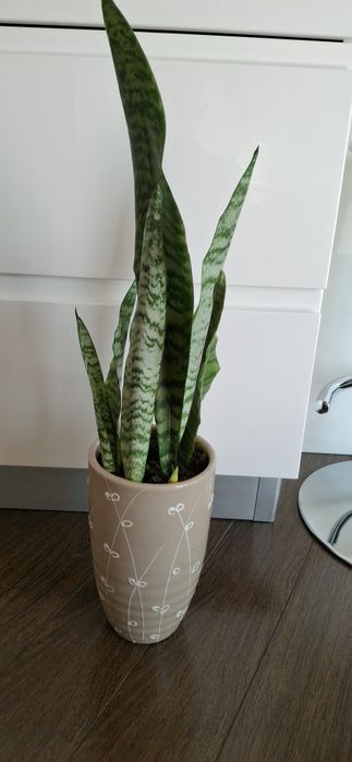 Uma  planta são Jorge com vaso em ceramica
