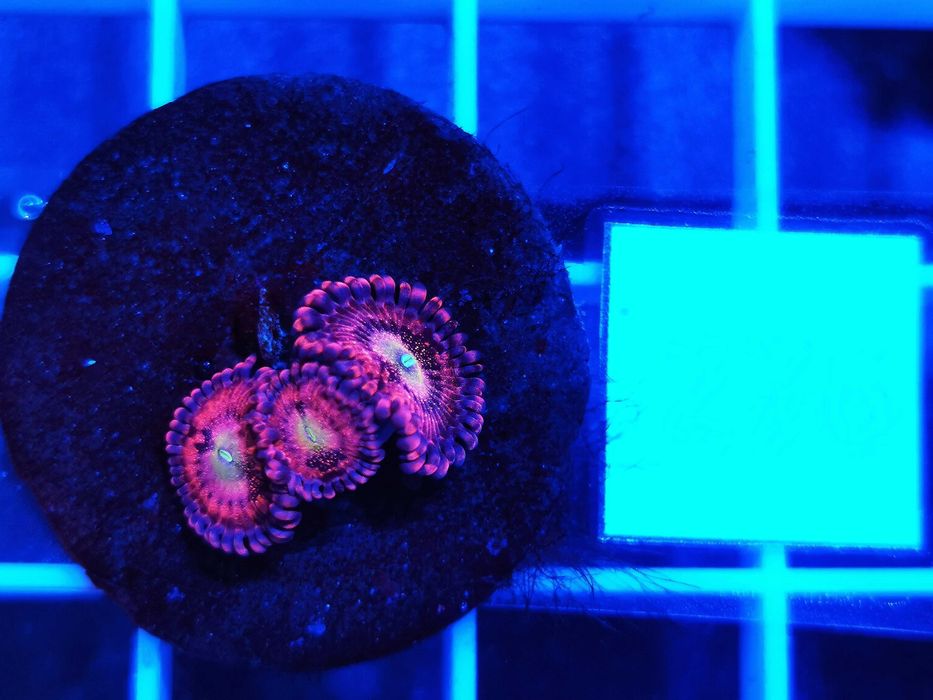 Zoanthus Pink Sakura WYSYŁKA cena za szczepkę, morskie, koralowce