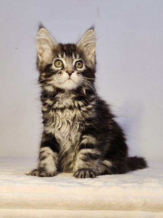 Кошенята Мейн-кун (дівчата)