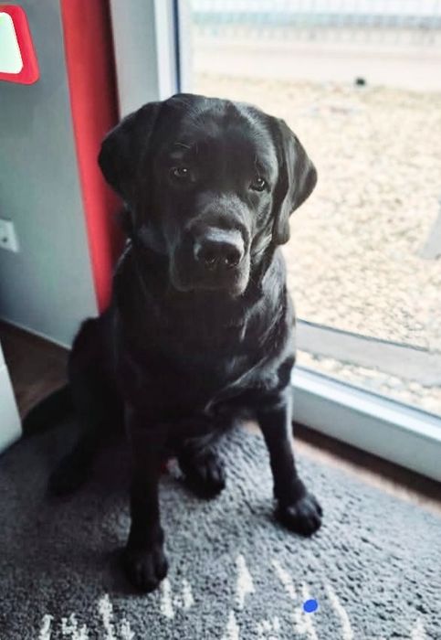 Labrador Retriever suczka
