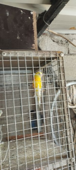 Vendo um casal de red rump e 2 machos e 1 fêmea de kakarakis