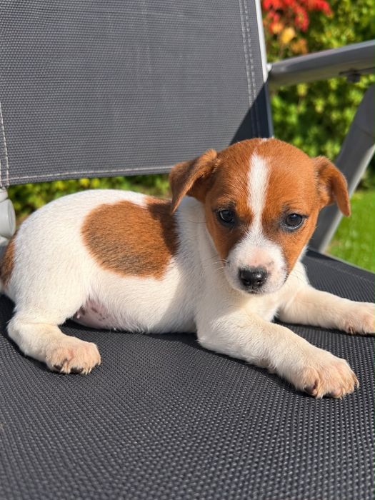 Jack Russell Terrier suczka sunia szczeniak Rodowód Chip