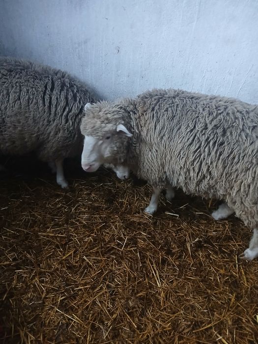 Baran mięsny białogłowy