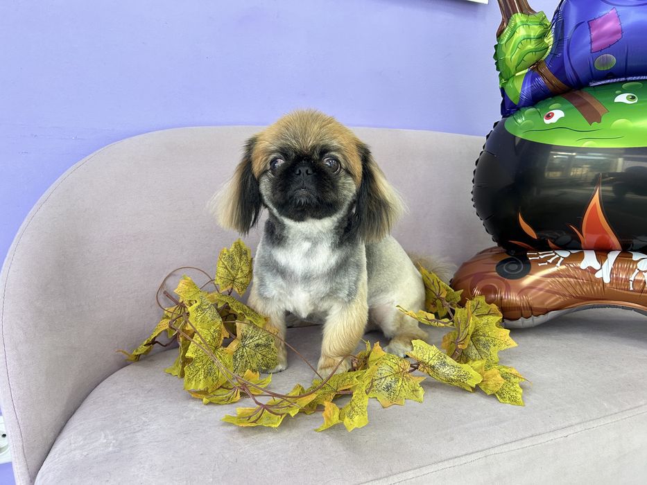 Груминг, стрижка собак, экспресс линька собак и котов