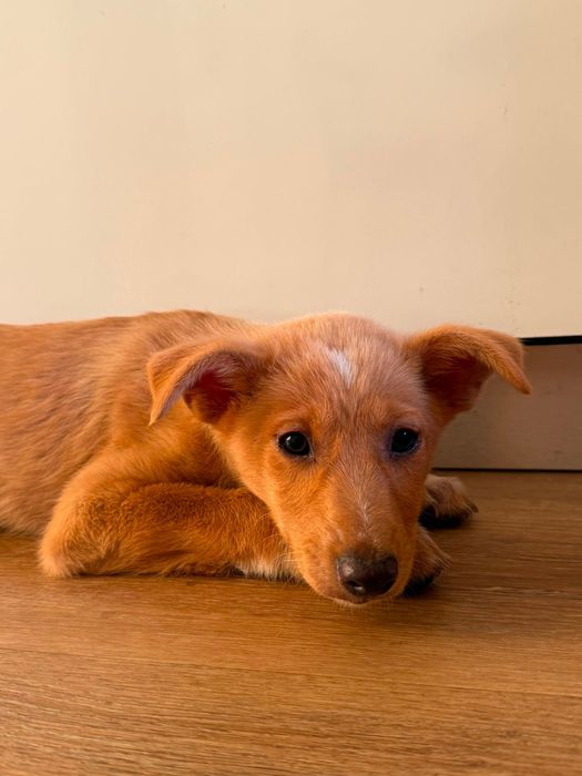 Cão bebé macho para adoção responsável