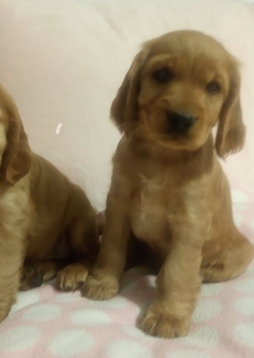Cocker spaniel angielski Sunia