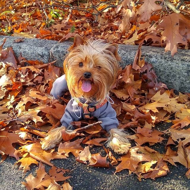 Вязка Йорка Кривой Рог