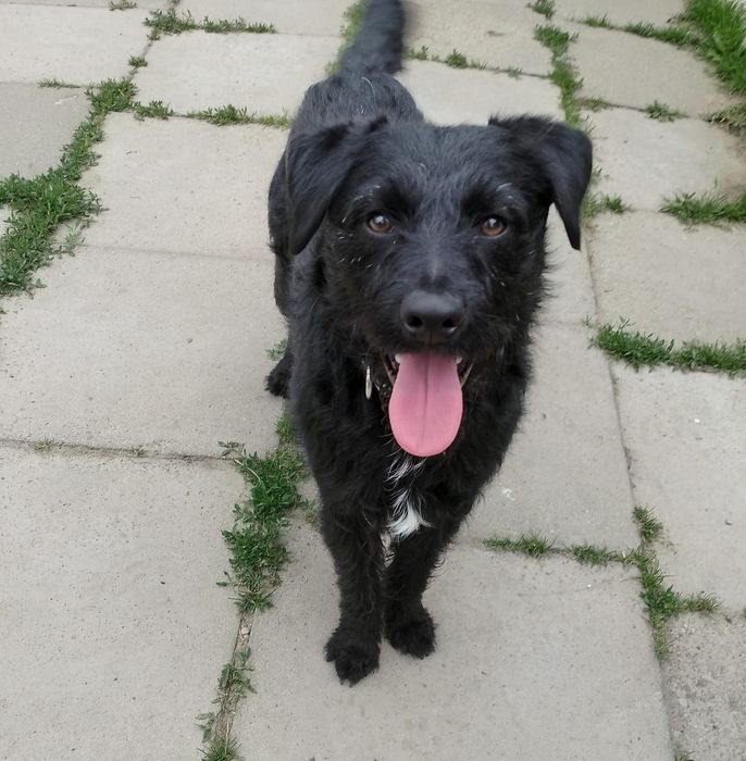 Terrierkowaty piesek Harry do adopcji