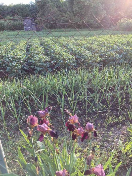 Земельна ділянка 16 соток