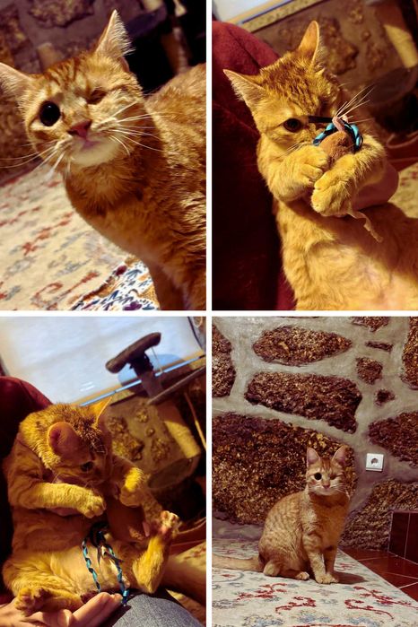 Gatinha já esterilizada e vacinada para Adopção