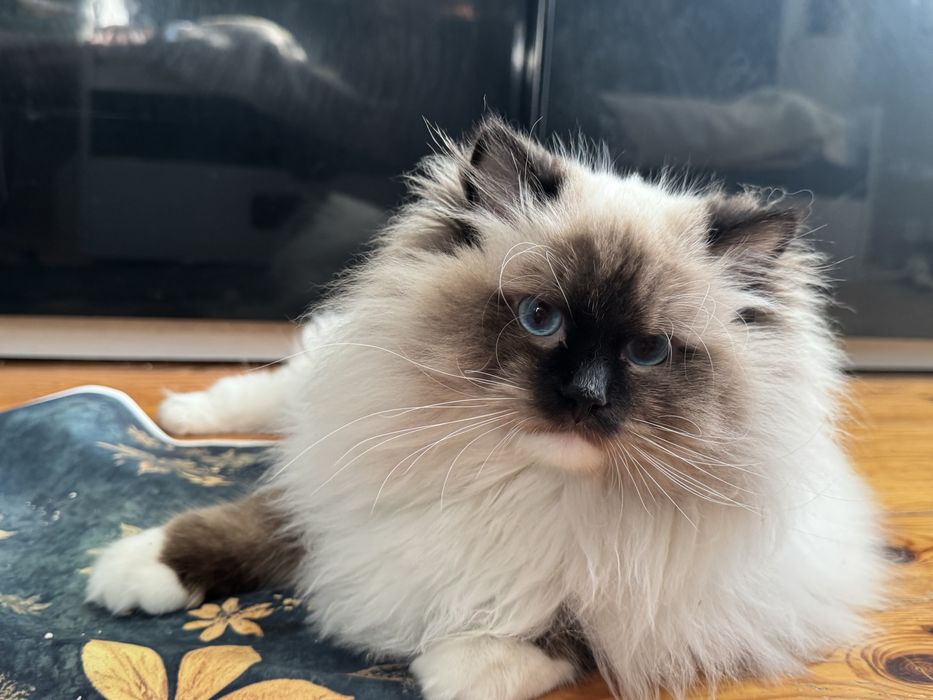Ragdoll kocur hodowlano- wystawowy