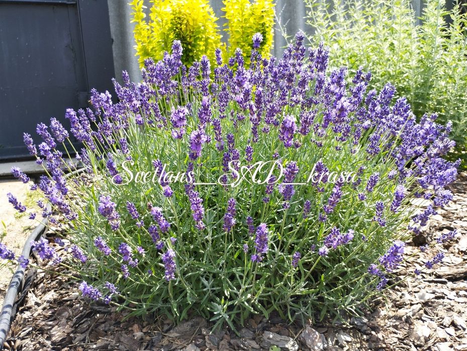 Лаванда Хидкот, лаванда Hidcote, лаванда хідкот в горщику