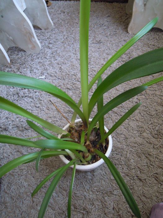 Распродажа. Лилия комнатная. Лилия Красная. Детки .