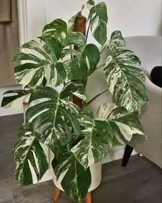 Монстера варіагатна, монстера Альба