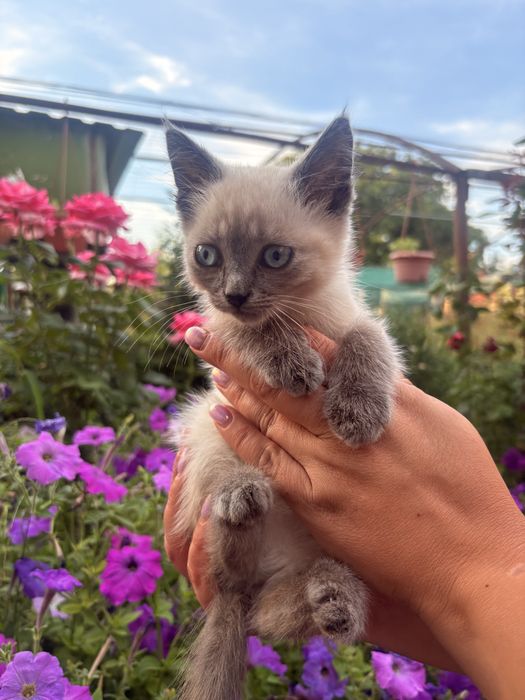 Кошеня  дівчинка 2 місяці