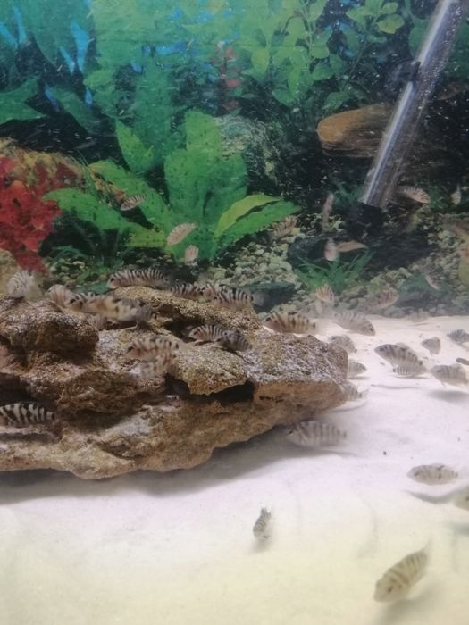 Чернополосая цихлозома