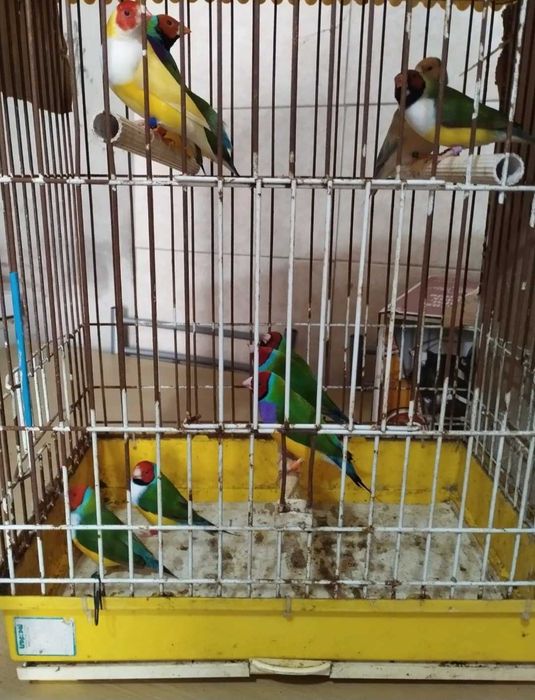Diamantes de Gould 2025/2026