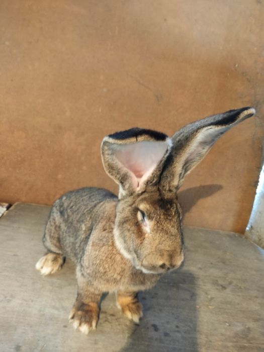 Olbrzym belgijski samiec