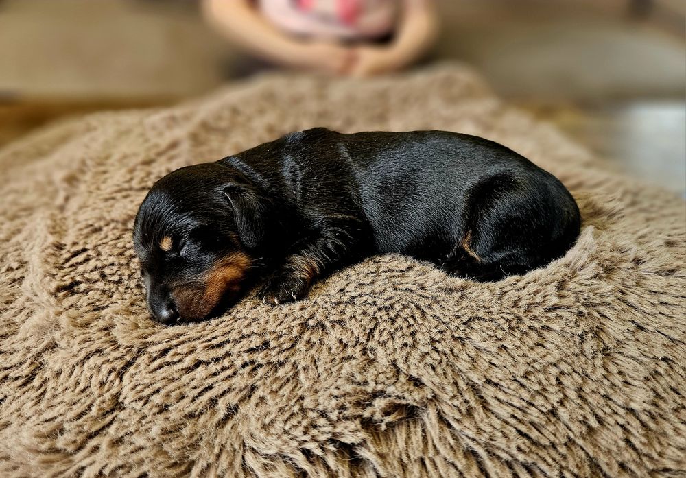 Jamnik Miniaturka ,Merle , Czarne  ,DzHP, Miniaturowy jak Króliczy