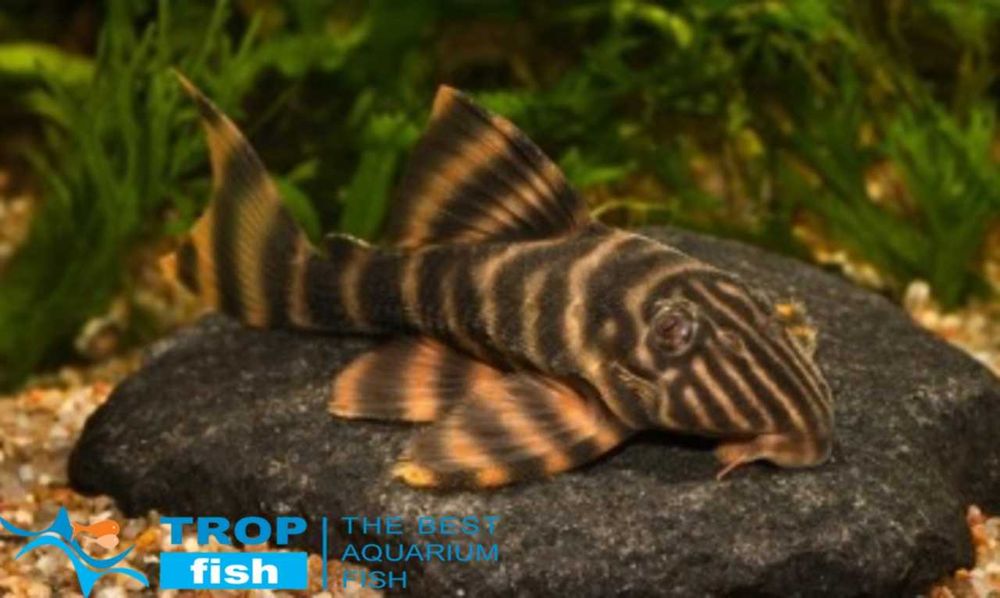 коридорас дупликариус, L-206 панак, анциструс голд и обычный