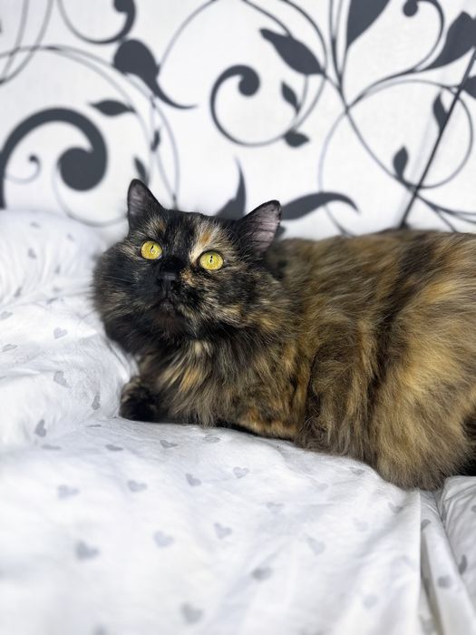 Моно шукає родину (тільки у квартиру без вигулу)