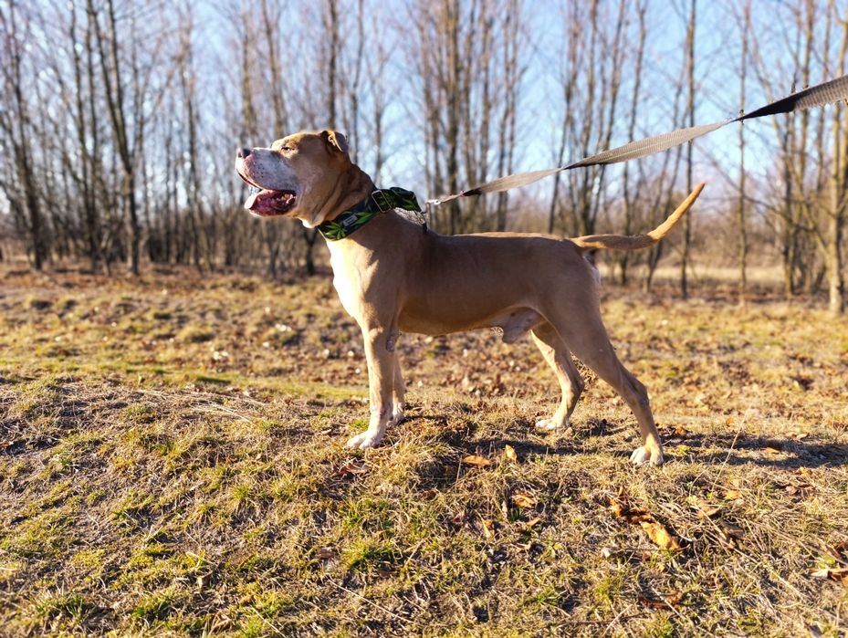 pitbull / amstaff szuka domu