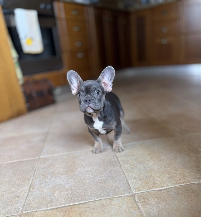 Excecional menina Bulldog/Bouledogue Francês de Qualidade