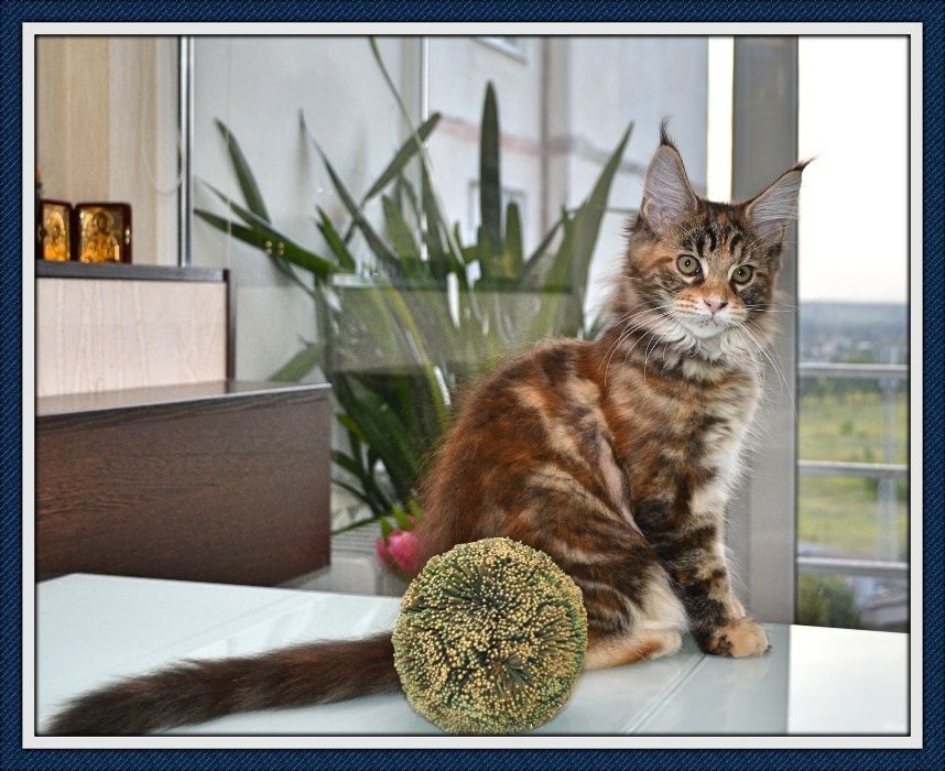 Кошечка Мейн- кун! Подарите себе счастье!