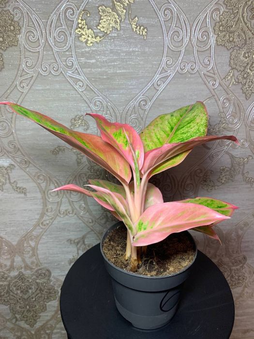 Аглаонема Salmon Fantasy