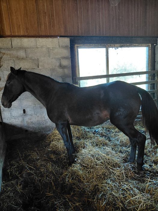 Eguas lusitanas puro