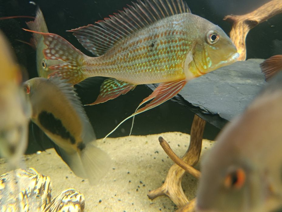 Geophagus altifrons Rio Negro