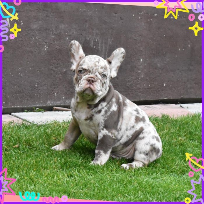 Чудовий французик