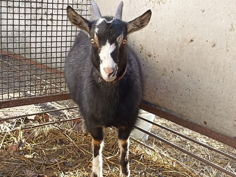 Продам козу. Не на мясо.